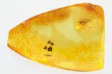 Detailed Fossil Barklouse (Psocoptera) In Baltic Amber #307833-1